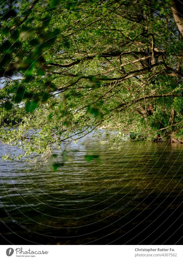 Ein kühler klarer See im heißen Sommer in Mecklenburg-Vorpommern Natur Schattenspiel Lichtspiel Menschenleer stille melancholie Einsamkeit romantisch