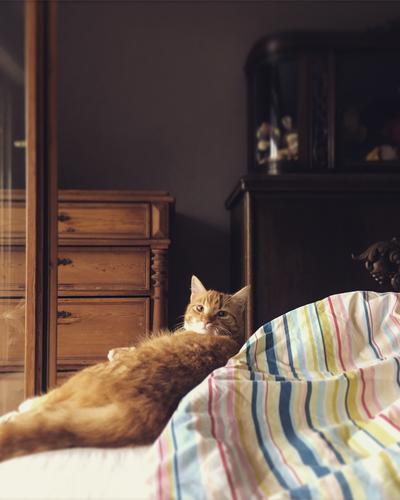Wann stehst du denn endlich auf und spielst mit mir? Bett Katze gemütlich mahnend Wohnung zuhause Bettwäsche roter Kater Haustier Tier Hauskatze Fell