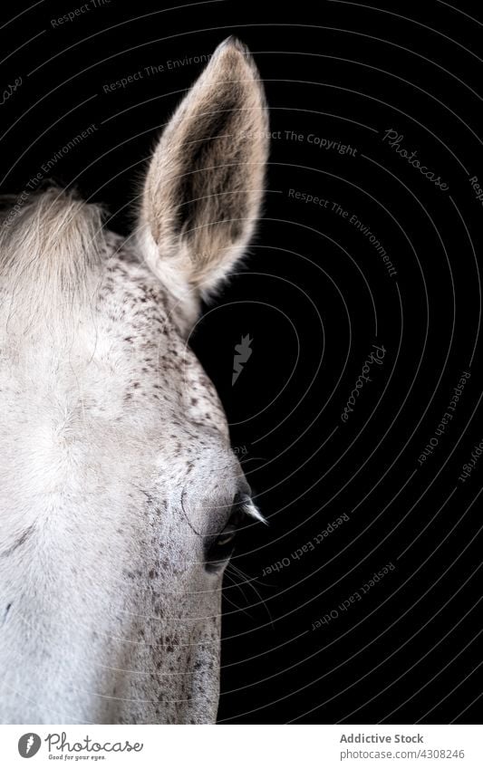 Weißes Pferd im Stall auf schwarzem Hintergrund Maul Pferdestall weiß züchten pferdeähnlich Reiterin Ranch Tier Landschaft Stute Hengst Säugetier Windstille