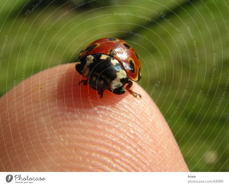 Komm kleiner Käfer Marienkäfer Fingerkuppe Mai Frühling Insekt süß Nahaufnahme Makroaufnahme Glück Detailaufnahme irion