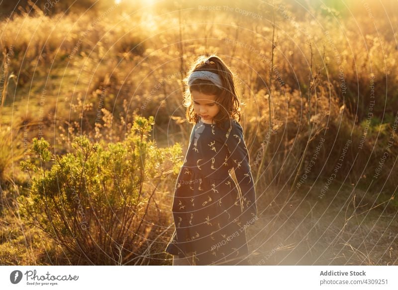 Kleines Mädchen im grasbewachsenen Feld Kind Sommer Sonnenlicht Natur Landschaft Kindheit Kleid Gras Wiese bezaubernd niedlich wenig unschuldig Harmonie