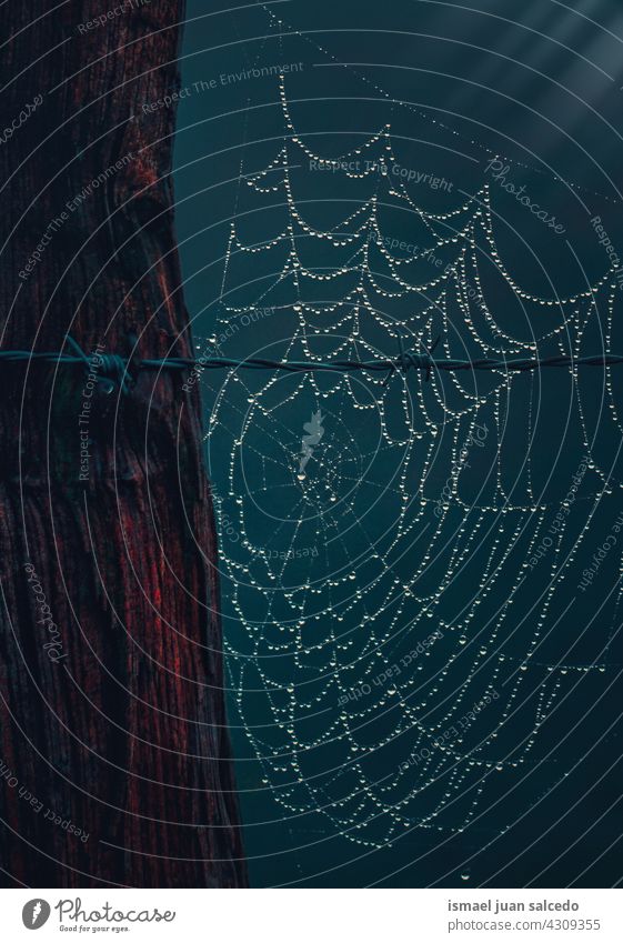 Spinnennetz auf Stacheldrahtzaun Netz Natur Regentropfen Tropfen regnerisch hell glänzend im Freien abstrakt texturiert Hintergrund Wasser nass sehr wenige