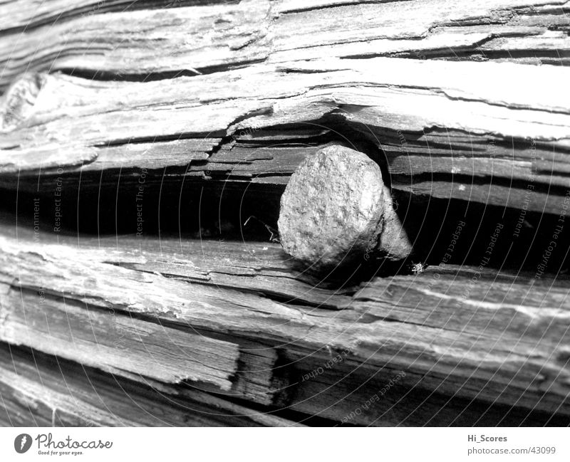 Nagel in Baumstumpf Baumstamm Holz Baumrinde Detailaufnahme Makroaufnahme Natur