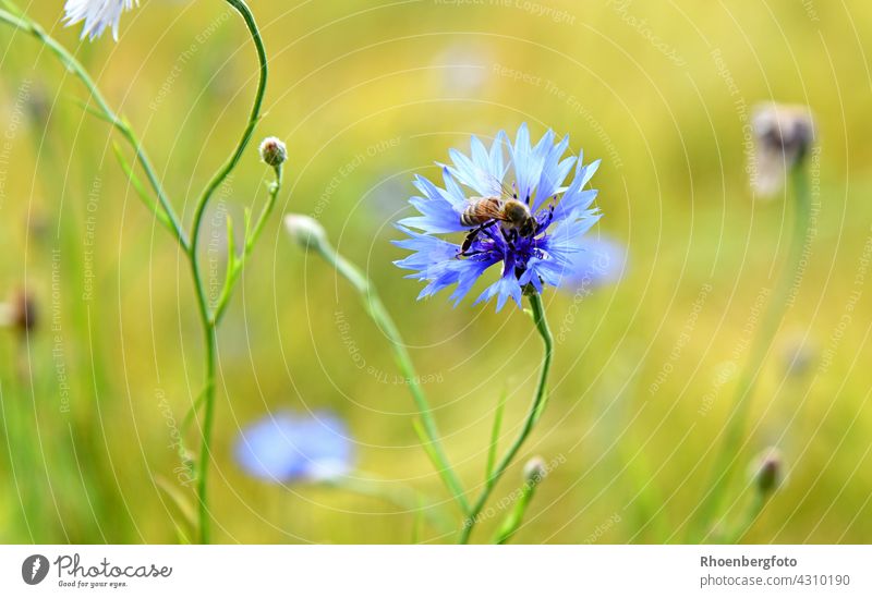 Honigbiene bei der Arbeit auf einer Kornblume im Getreidefeld kornblume getreidefeld cyanus segetum zyane blau korbblütler honigbiene pollen nektar landschaft