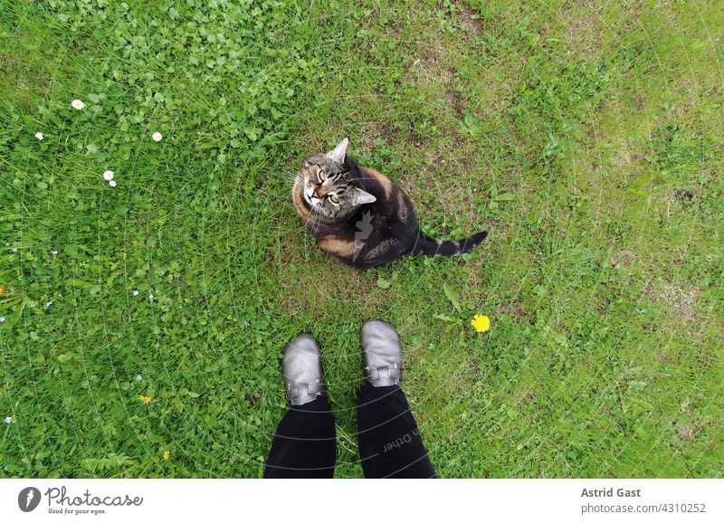 Weitwinkelaufnahme von einer Katze die im Gras vor den Füßen einer Frau sitzt katze mensch frau haustier neugierig gras wiese garten beine füße schuhe