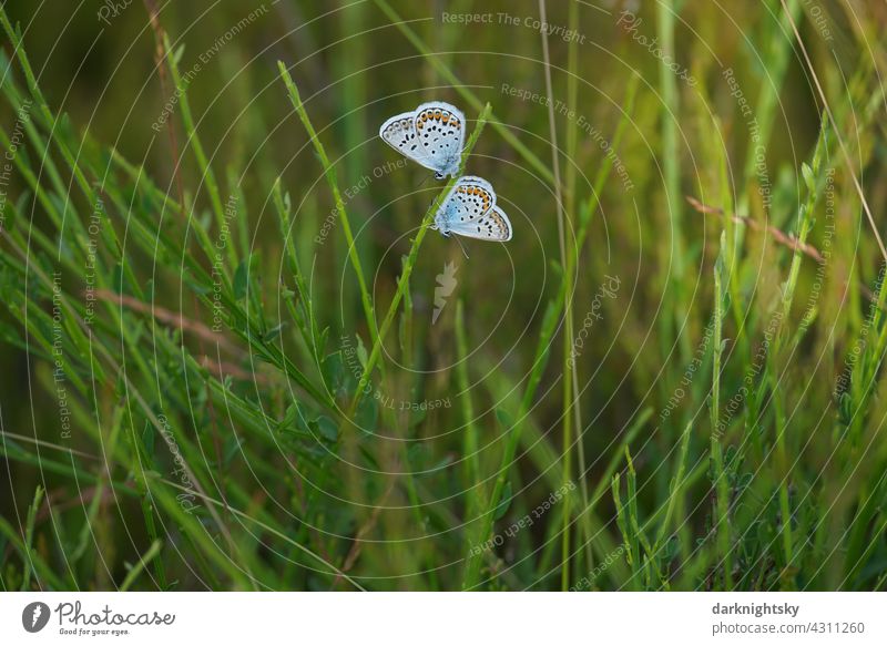 Zwei Schmetterlinge, Geißklee-Bläuling, Argus-Bläuling, Plebejus argus mit geschlossenen Flügeln auf jungem Ginster sitzend Falter Tagfalter Außenaufnahme