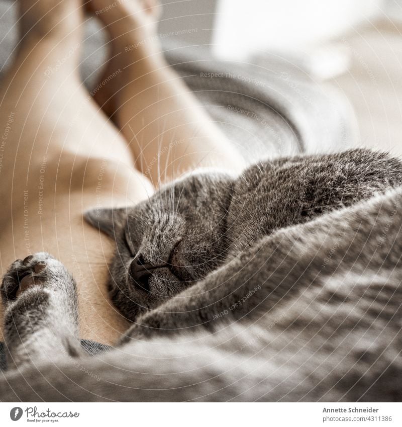 Hygge catnap Schlaf Katze gemütlich fell ruhe Haustier schlafen Tierporträt liegen Zufriedenheit Erholung Farbfoto Tiergesicht geschlossene Augen Geborgenheit