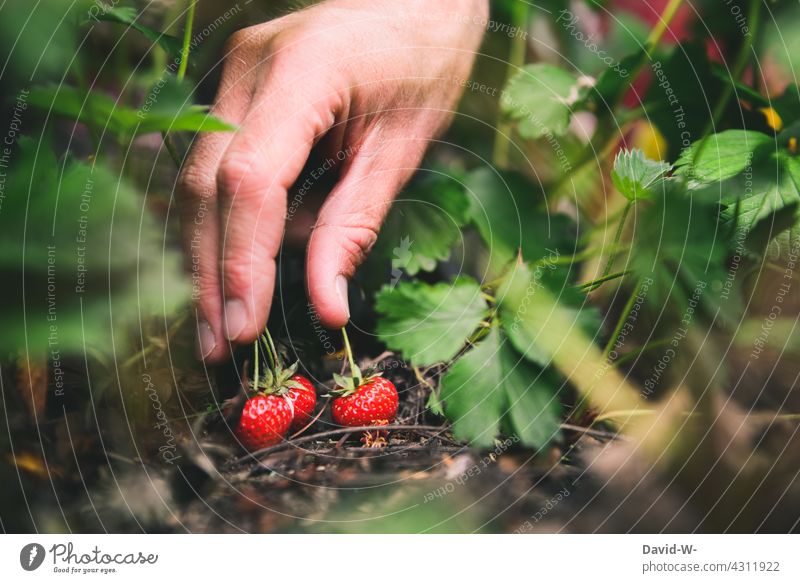 Erdbeeren ernten - Hand pflückt Obst Ernte Erdbeerfeld pflücken rot gesund Sommer frisch Frucht Garten lecker fruchtig