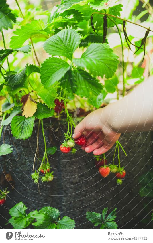 Kind pflückt Erdbeeren pflücken Hand Natur Garten Sommer Ernte Frucht lecker reif greifen