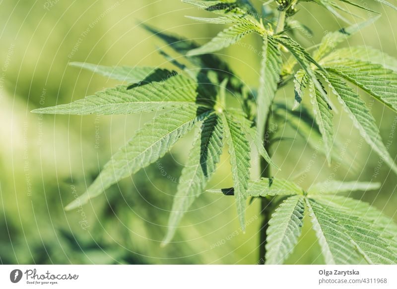 Wachstum der Cannabis-Pflanze. Marihuana Unkraut Medizin medizinisch Blatt Hintergrund grün Kraut Medikament Kultur ungesetzlich Hanf Betäubungsmittel legal