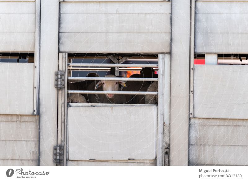 Viehtransporter mit Schafen, die aus den Lüftungsschlitzen herausschauen. Lastwagen Rind Viehbestand Käfig Verkehr Schlachthof Tier Fenster Pflanzenfresser Auge