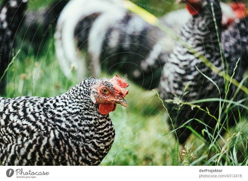 Idyllische Dorfszene mit Hühnern in Franken I Landwirtschaft natürlich Schönes Wetter Lebensfreude Vorfreude Bauernhof Biologische Landwirtschaft Bioprodukte