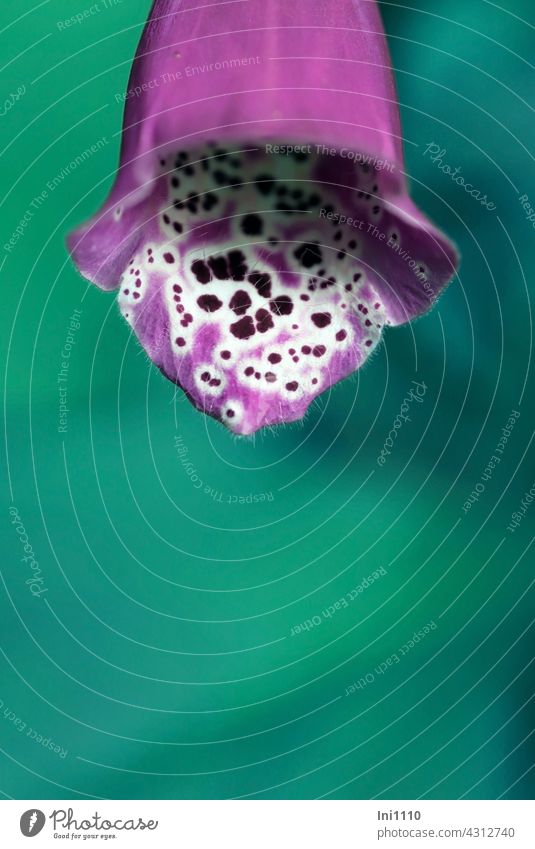 Teilansicht einer einzelnen Blüte vom Fingerhut Digitalis purpurea Blume zweijährig Wildpflanze roter Fingerhut glockenförmig behaart Pünktchen Pünktchenmuster
