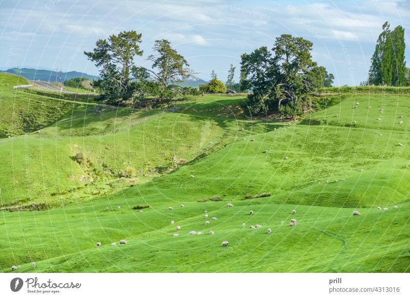 Region Waikato in Neuseeland matamata waikato Nordinsel Ackerland Weide Wiese idyllisch friedlich Hügel Auenland Landwirtschaftsfläche bukolisch ländlich