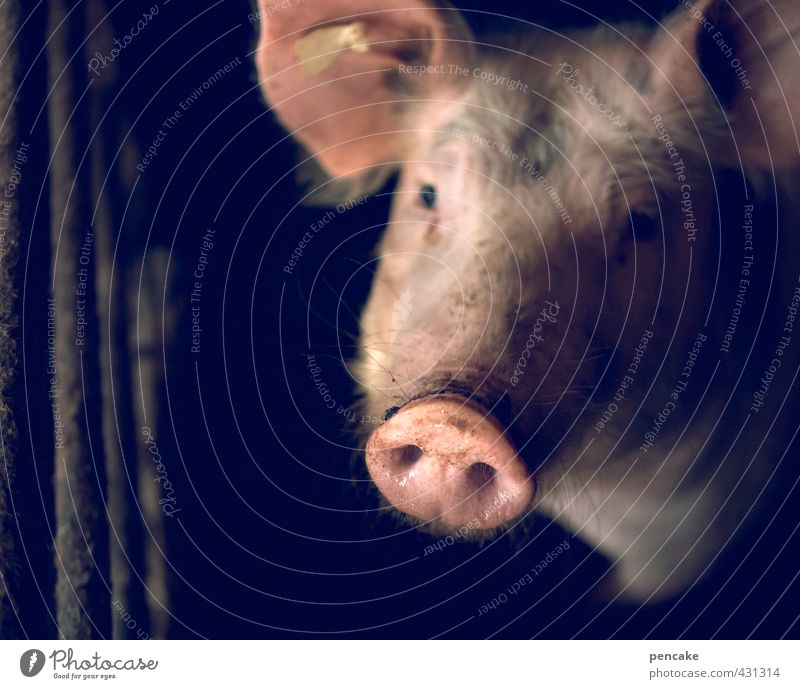tier | blickkontakt Tier Haustier Nutztier 1 Zeichen rosa Vertrauen Tierliebe friedlich Neugier Hoffnung Traurigkeit Fernweh Einsamkeit gefräßig Schwein