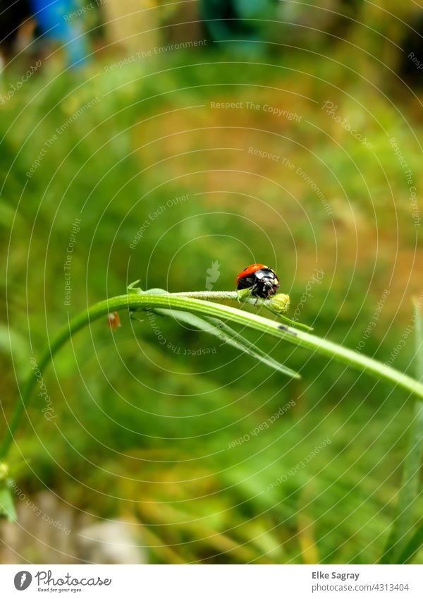 Marienkäfer beim mampfen... Käfer Nahaufnahme Sommer Glück Natur krabbeln Pflanze