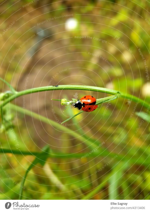 Marienkäfer vor Abflug...Glücksbringer Natur Nahaufnahme Farbfoto Insekt Pflanze Blatt Schwache Tiefenschärfe sommer