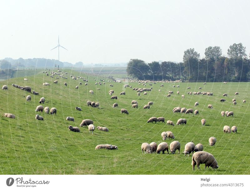 viele Schafe weiden am Deich in Ostfriesland, im Hintergrund Bäume und ein Windrad Schafherde Wiese Weide Sommer Landschaft Natur Umwelt Nutztier Herde