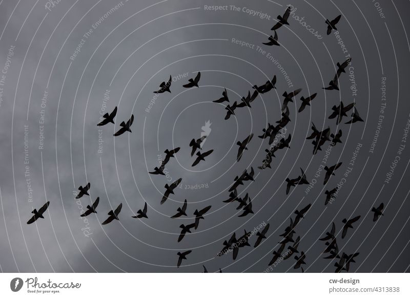 Die Vögel über Kremmen fliegen Schwarm Vogel Himmel Vogelschwarm Tier Wolken wolkig wolkiger himmel Tiergruppe Außenaufnahme Wildtier Natur Zugvogel Umwelt