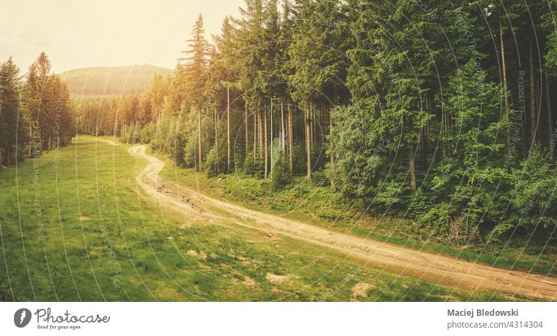 Pfad im Riesengebirge, angewandte Farbtonung, Polen. Natur Wald Berge u. Gebirge Landschaft Weg Fernweh im Freien Baum grün Wildnis reisen Europa Wälder