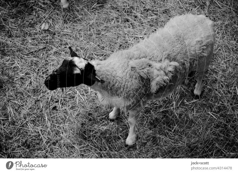 schwarzer Kopf + weißes Schaf Vogelperspektive Nutztier Schwarzweißfoto Viehhaltung Viehzucht Tierporträt Stroh Landwirtschaft Wegsehen Überblick stehen