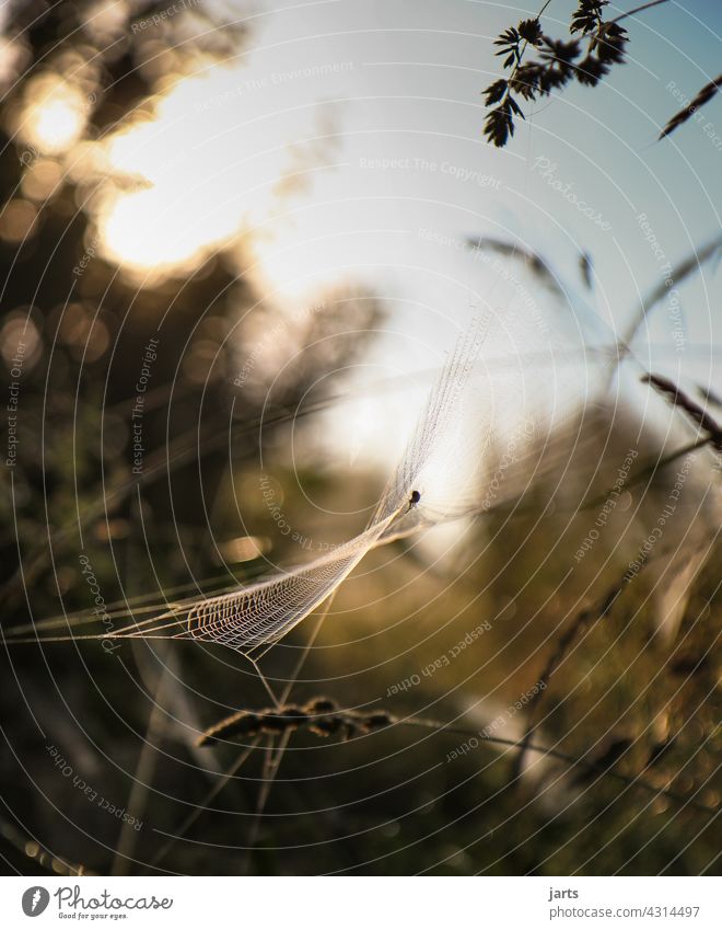 Spinnennetz bei Sonnenaufgang Tau Tautropfen Wassertropfen Makroaufnahme Außenaufnahme Natur Nahaufnahme Detailaufnahme Tropfen Schwache Tiefenschärfe