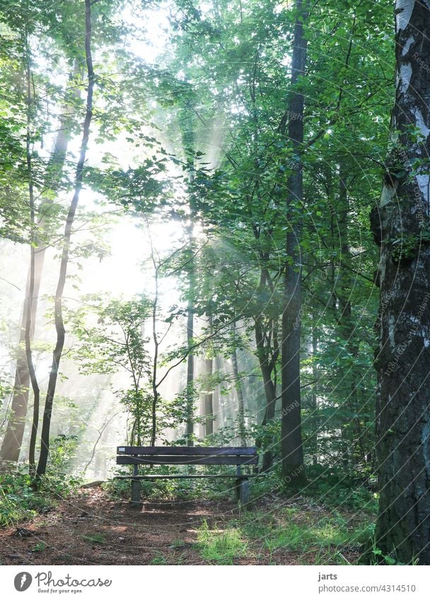 sonnenplatz Sonne Sonnenstrahlen Licht Wald Bank Ruhe Natur Baum Sonnenlicht Außenaufnahme Gegenlicht Menschenleer Schönes Wetter Tag grün Lichterscheinung