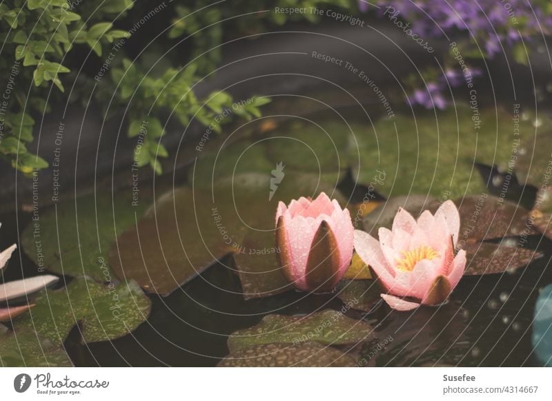 kleiner Teich mit Seerosen Blume Garten Natur Rosa Wasser Blatt Seerosenblatt Bokeh Pflanzen