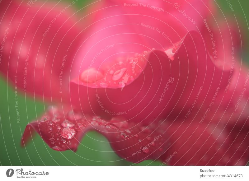 Detailaufnahme einer Rose mit Wassertropfen Tropfen Blüte Blumen Garten Rosa Rot Pflanzen Makro Nahaufnahme Regen Natur Bokeh