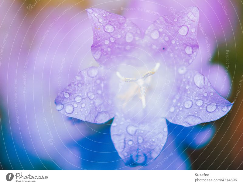 Makroaufnahme einer lila Blüte mit Wassertropfen Blume Tropfen Regen Natur zauberhaft blau nahaufnahme Detailaufnahme Garten Pflanze