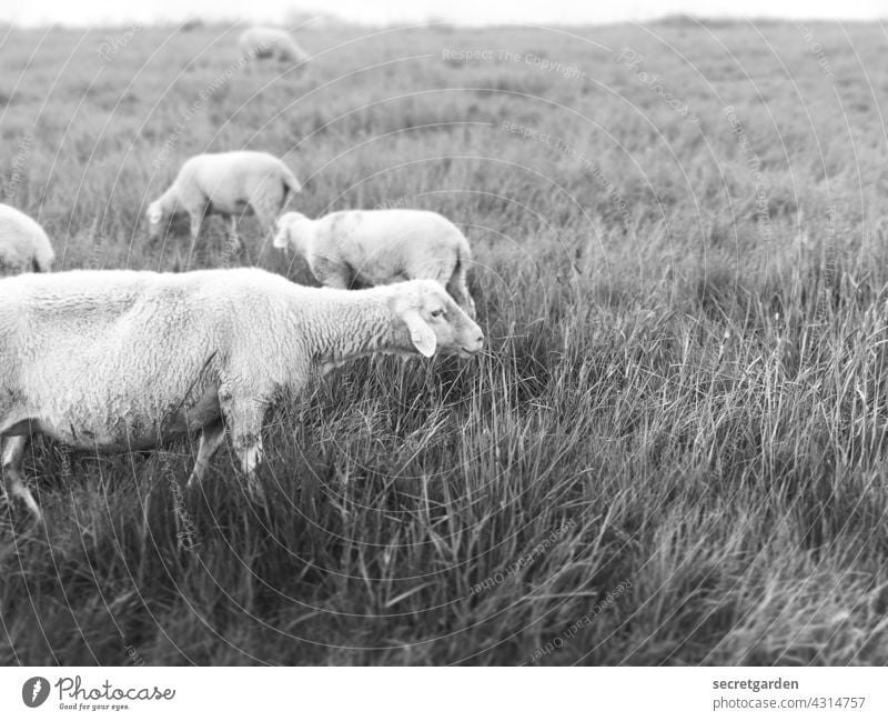 Das Hausschaf, kurz auch Schaf, ist die domestizierte Form des Mufflons. Abgelenkt beschäftigt interessiert entspannt Aufmerksamkeit aufmerksam Umwelt Schaffell