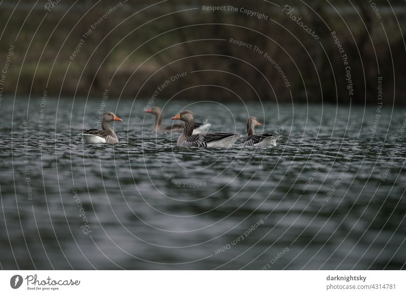 Graugänse in einer Gruppe auf einem See (Anser anser) Wildgans Vogelflug Außenaufnahme Tier Menschenleer Vögel Wildtier Umwelt frei Tiergruppe Freiheit Natur