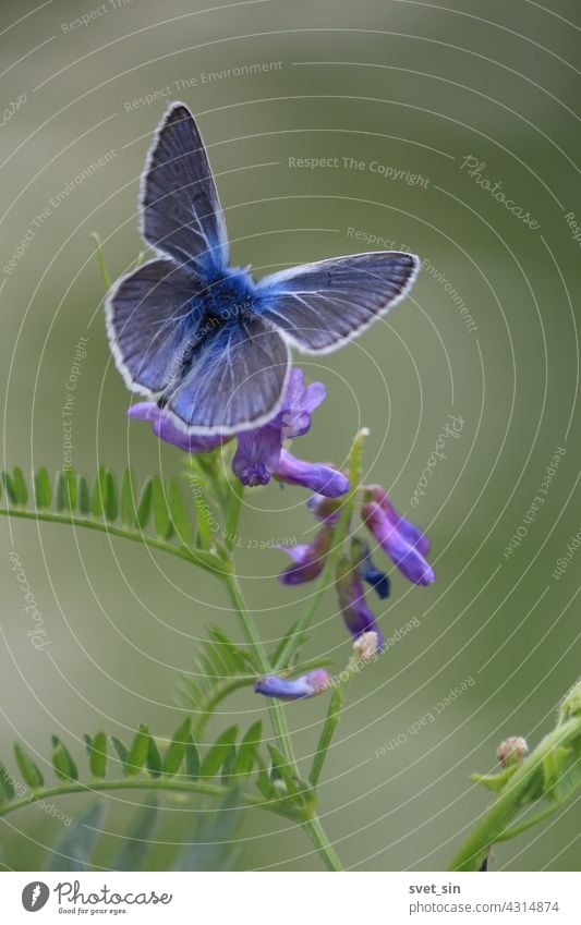 Polyommatus amandus, Vogelwicken-Bläuling. Ein blauer Schmetterling mit ausgebreiteten Flügeln sitzt auf einer violetten Blüte der Vogelwicke. grün Natur Insekt