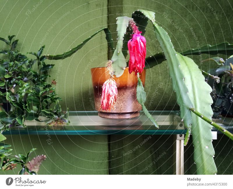 Skurriles Stilleben mit schlaffer blühender Pflanze in einem kitschigen braunen Glas vor grünem Hintergrund in einem Fenster in der Altstadt der alten Hansestadt Lemgo bei Detmold in Ostwestfalen-Lippe