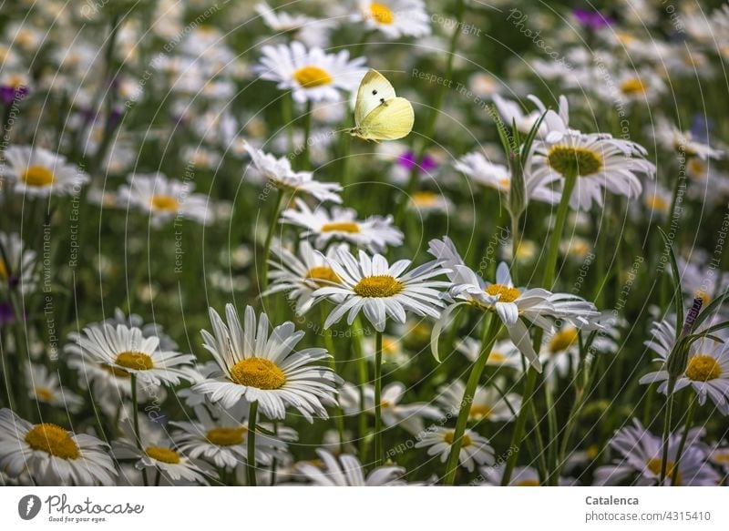 Kohlweißling und Margariten Gelb Grün Weiß Tageslicht blühen duften verblühen Wiesenblume Blumenwiese Schmetterling Tier Natur Flora Fauna Insekt Garten fliegen