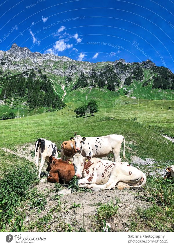 Eine Gruppe von Kühen auf der Weise bei schönem Wetter in Stuben am Arlberg, Vorarlberg, Österreich Natur Farbfoto Berge u. Gebirge Bundesland Vorarlberg