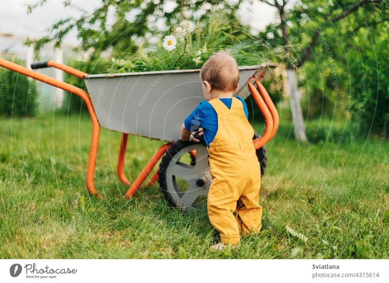 Ein Kind in gelben Hosen schiebt eine Schubkarre mit frisch geschnittenem Gras im Garten. Sommer Kleinkind bezaubernd Baby wenig Karre Sommerzeit im Freien