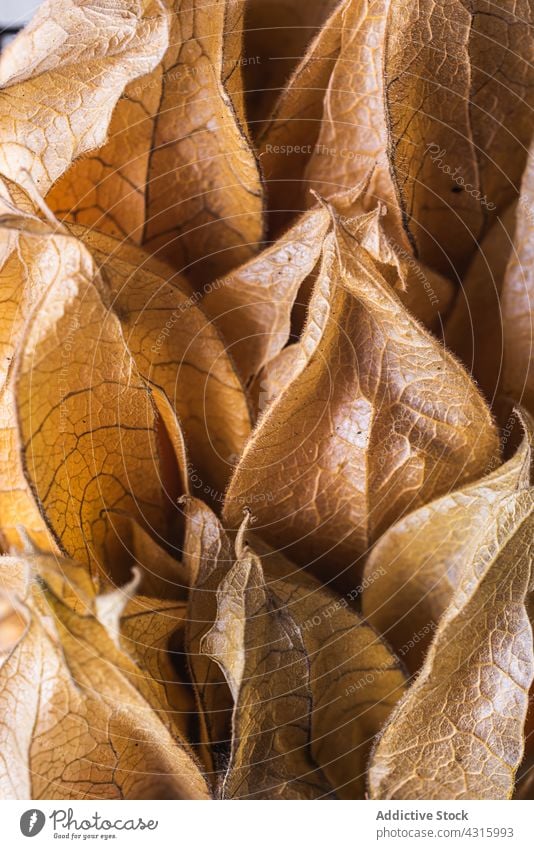 Hintergrund des Physalis-Stapels Peruanische Erdkirsche Frucht Haufen exotisch süß goldenberry Kulisse lecker organisch orange Lebensmittel Form tropisch