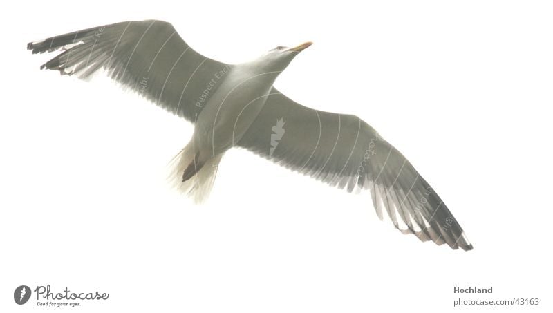 Scharfe Möve Vogel Spannweite Schnabel Flügel Bewegung Feder Himmel im Flug Vogelflug