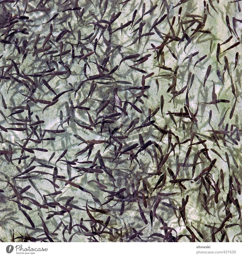 Trouts Tier Fisch Forelle Tierzucht Tiergruppe Schwarm Wachstum chaotisch Farbfoto Gedeckte Farben Außenaufnahme abstrakt Muster Strukturen & Formen