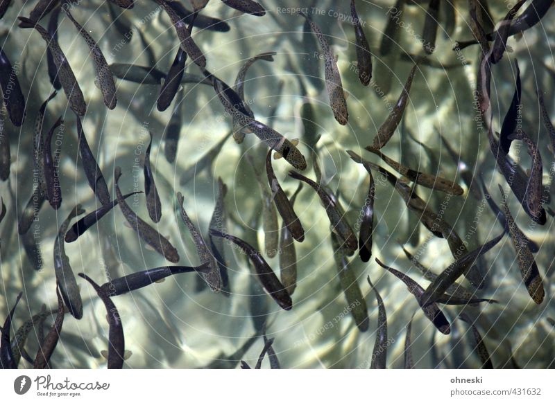 Fische Tier Forelle Schwarm Leben Tierzucht chaotisch Farbfoto Gedeckte Farben Außenaufnahme abstrakt Muster Strukturen & Formen Tierporträt