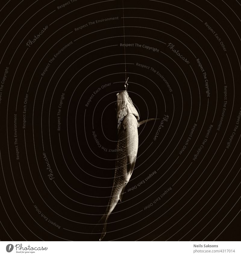 Gewöhnliches Rotauge, das an einem Angelhaken hängt. Schwarzer Hintergrund mit Kopierraum. Nahaufnahme Süßwasser Angeln Fang abstrakt gegen Tier Köder Bass