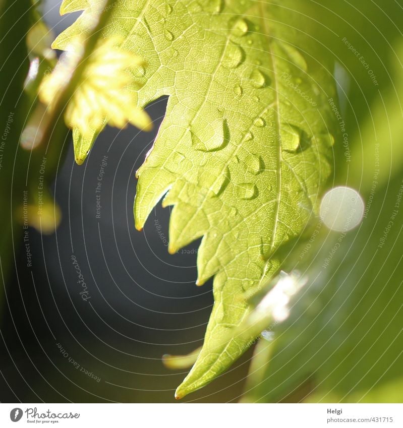 tropfnass... Umwelt Natur Pflanze Wassertropfen Sommer Regen Blatt Nutzpflanze Wein Weinblatt Blattadern Garten hängen leuchten Wachstum ästhetisch
