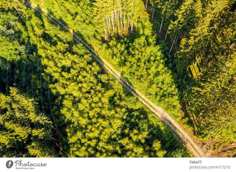 Der Waldweg wandern laufen natur bäume von oben erde sommer Luftaufnahme