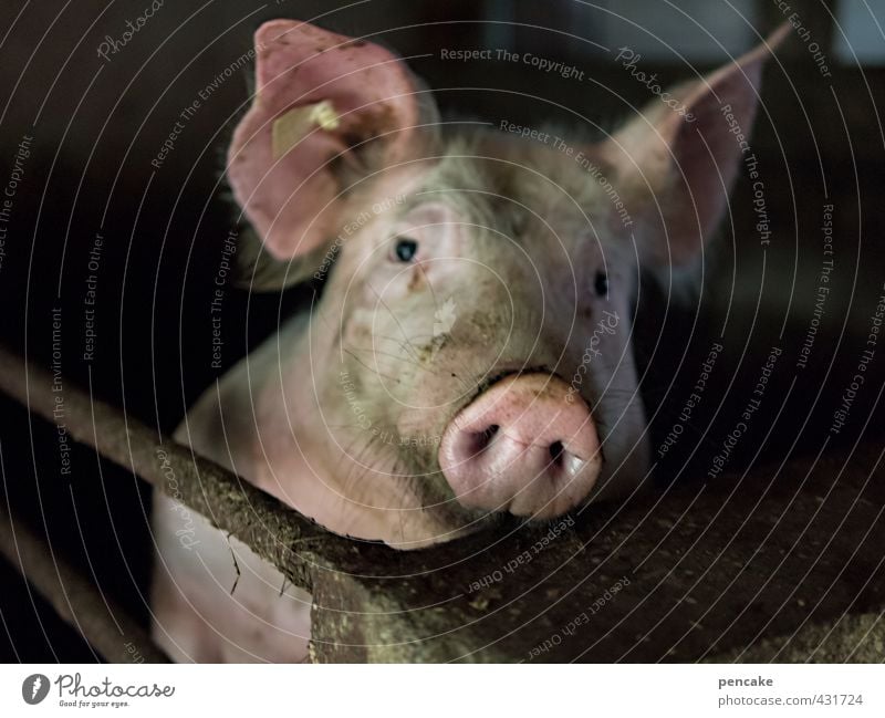 spaßgesellschaft | kostenträger Tier Nutztier Schwein 1 Zeichen kalt nackt Reichtum Umwelt Schweinekopf Fleisch gefangen Tierschutz Fressen satt Fleischfresser