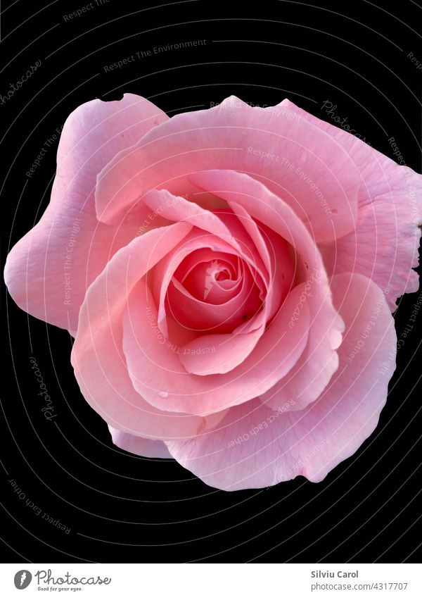 Große Rose in Blüte Nahaufnahme isoliert auf schwarzem Hintergrund Blume Roséwein romantisch Hochzeit Feiertag weiß Lebensmittel Valentinsgruß Natur Tag rosa