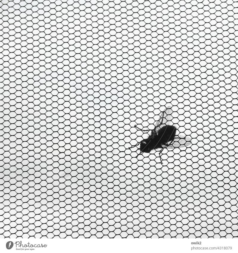 Flügelwesen Fliege Detailaufnahme Netz Makroaufnahme Nahaufnahme Insekt Beine warten Fensterscheibe gewebt Innenaufnahme Schwarzweißfoto Menschenleer Silhouette