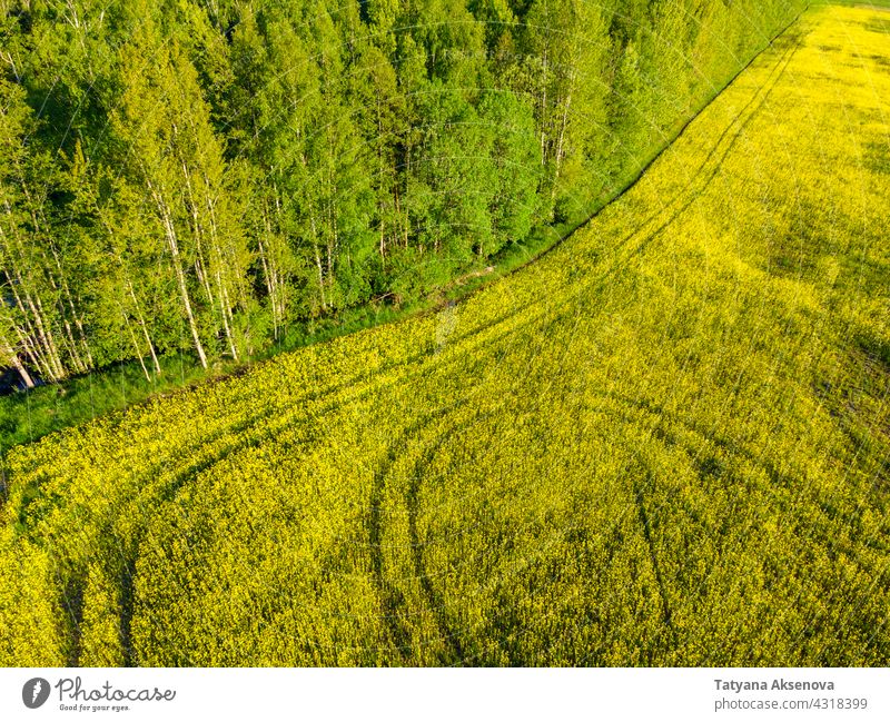 Rapsfeld im Sommer Feld gelb Pflanze Erdöl Ackerbau Blume Ölsaat ländlich Bauernhof Himmel grün Blüte Ernte Landschaft wachsen Horizont Ackerland im Freien