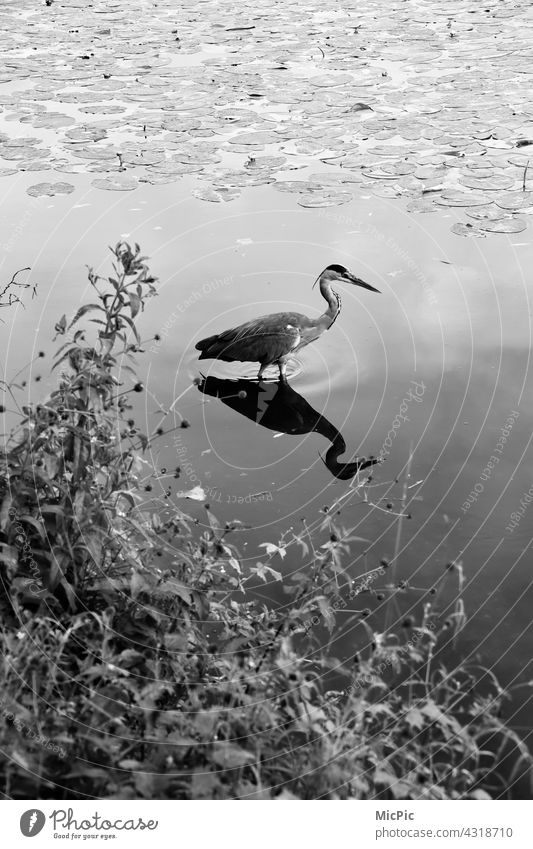 Graureiher auf Futtersuche Reiher Fischreiher vogel natur Tier Außenaufnahme Wildtier Umwelt Tierporträt Reflektion Spiegelbild see im wasser stehen
