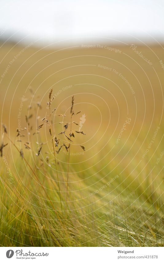Hoffnungsträger Umwelt Natur Landschaft Tier Pflanze Gras Park Wiese Feld atmen gold grün "Feld," Gleichgewicht ruhig Farbfoto Außenaufnahme Menschenleer